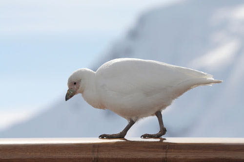 snowpetrel